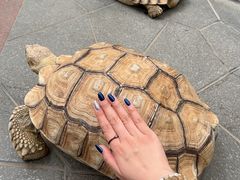 -南宫五洲植物乐园