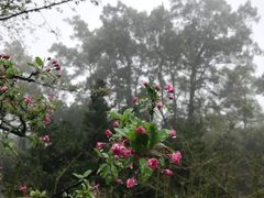 -南山植物园