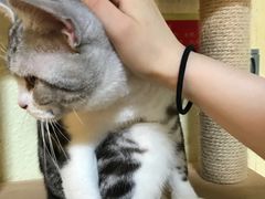 -more than meow吴止猫主题餐厅(承德 中船汇店)