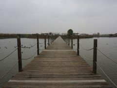 -池杉湖湿地公园