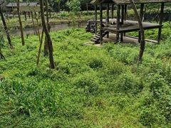 -中国大熊猫保护研究中心雅安碧峰峡基地