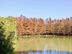 -上海海湾国家森林公园