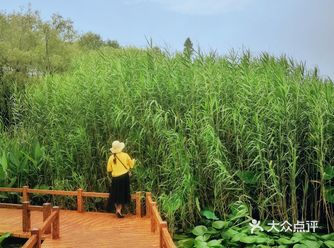 闵行区休闲免费公园|睡莲荷叶一片片️