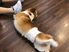 -柯斗斗主题餐厅·狗咖·围炉煮茶·茶饮(国瑞升平里店)