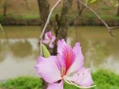 -广东花都湖国家湿地公园