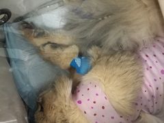 -纳吉亚猫专科动物诊疗中心(蒋宅口分院)