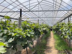 -马陆小张葡萄园农家乐