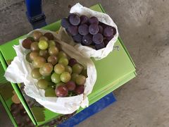 -马陆小张葡萄园农家乐