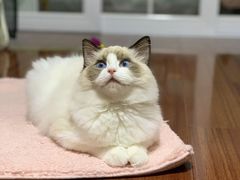 -momokira米努特·德文卷毛猫·棉花面纱犬