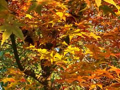 -证大大拇指广场(芳甸路店)