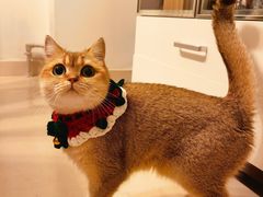 -猫大福·Fortune Cat猫舍(百子湾店)