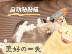 -MOCHA明星猫咖(田子坊店)