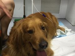 -达爱动物医院·犬猫分区·CT·复杂眼科(远洋山水分院)
