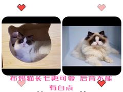 -青奢宠物·青奢猫舍