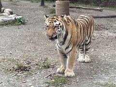 -上海野生动物园老虎餐厅