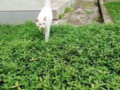 -麻喜大