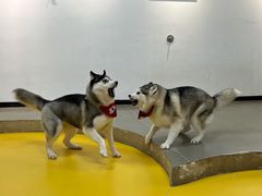 -Husky Go! 哈士奇体验馆·宠物咖啡厅狗咖