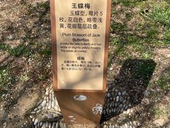 -香雪海
