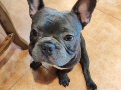 -more than meow吴止猫主题餐厅(承德 中船汇店)