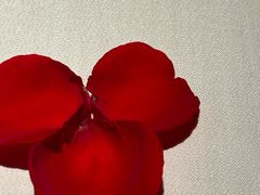 -梧桐