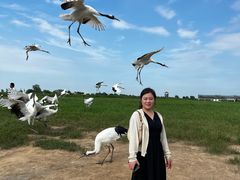 -盐城丹顶鹤湿地生态旅游区