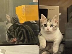 -Bastet sally猫舍购宠(静安店)