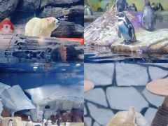 -海合安武汉极地海洋公园