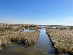 -盐城丹顶鹤湿地生态旅游区