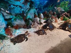 -中国（海南）南海博物馆