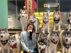 -Husky Go! 哈士奇体验馆·宠物咖啡厅狗咖