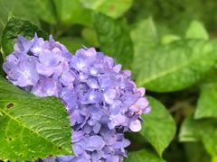 -乐领拈花溪·林涧食韵