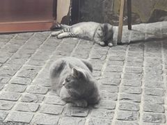 -猫岛主趣味餐厅(鼓浪屿店)