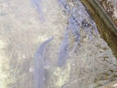 源泉冷水鱼庄-源泉冷水鱼庄(小鱼洞店)