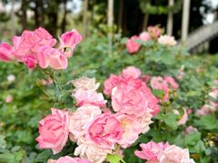 -人民公园(罗湖区)