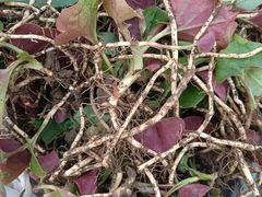 鱼腥草-天毓山庄·餐厅