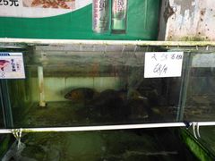 -绢姐海鲜大排档