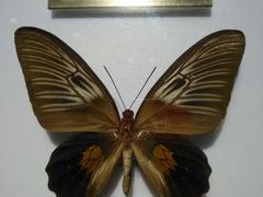 -上海昆虫博物馆