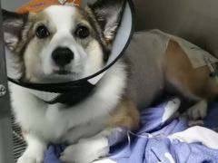 -凯瑞希宠物医院·狂犬免疫·微创·皮肤科