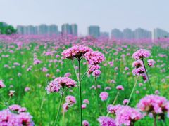 -洋湖国家湿地公园