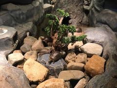 -芽庄珍珠岛游乐园