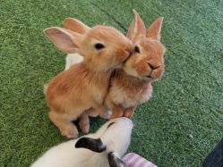 -萌宠亲子动物乐园(槐房万达店)