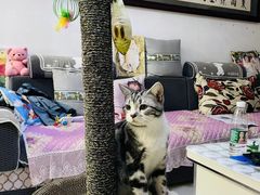 -派多格宠物·购宠(靛厂路店)