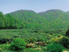 -中国茶叶博物馆(双峰馆区)