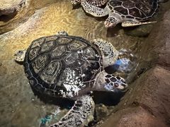 -大连圣亚海洋世界