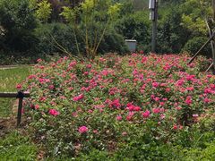 -滨河世纪广场公园