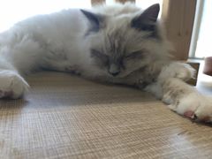 -藏猫猫咖啡主题馆(中央大道店)