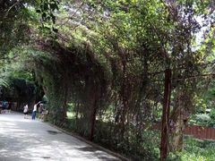 -野象谷景区