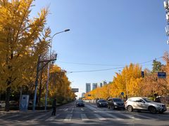 -三里屯东五街银杏大道