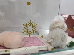 -BABYDOG宝贝狗宠物乐园(欧洲城店)