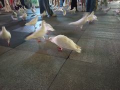 -江燕路万科里